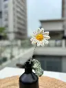 white daisy.webp
