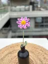 purple daisy.webp