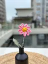 pink daisy.webp