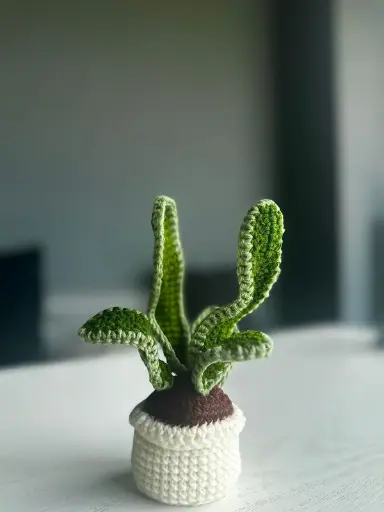 Cactus Pot
